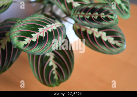 Nahaufnahme der Gebetspflanze (Maranta leuconeura) in weißem Topf. Isoliert vor braunem Holzhintergrund. Stockfoto