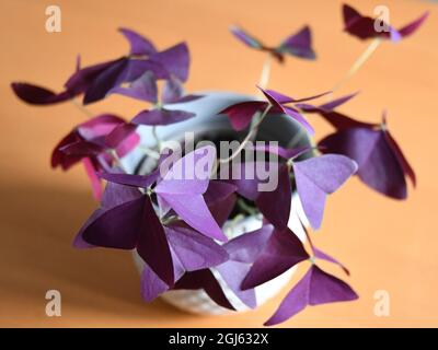 Nahaufnahme der purpurnen Oxalis triangularis Hauspflanze in weißem Topf, auf Holztisch. Stockfoto