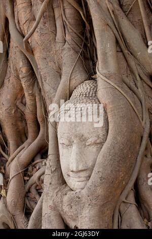 Thailand, Ayutthaya, Buddha-Kopf wächst in den Wurzeln des Banyan-Baumes im Wat Mahathat. Stockfoto