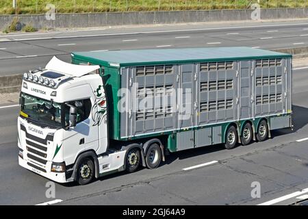 Fahrerseite und Seitenansicht Viehschild auf Kabine weiß Scania LKW Schleppen belüfteten Sattelanhänger Tier Vieh Transport auf UK Autobahn Stockfoto