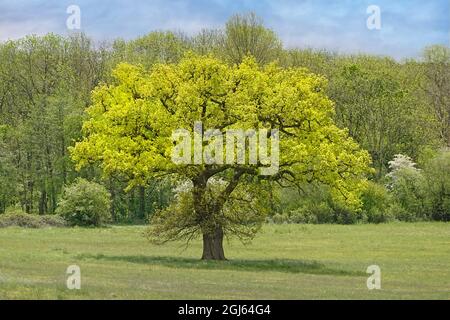 Frühlingsblattwachstum auf freistehender isolierter englischer Eiche im Grasfeld vor einer gemischten Waldlandschaft im Frühling in England Stockfoto