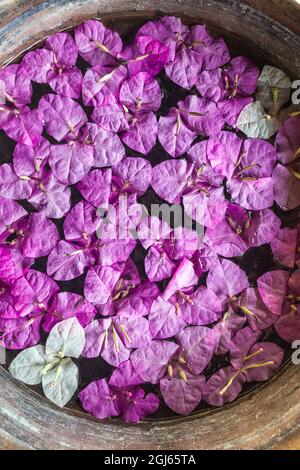 Kambodscha, Battambang. Wat Kor Village, Garten-Spa, Blütenblätter. Stockfoto