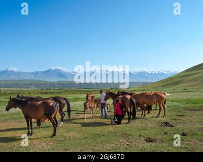 Eine Stute melken. Pferde für die Produktion von Milch, Kumys und Fleisch. Ein typischer Bauernhof in der Suusamyr-Ebene, einem Hochtal im Tien-Shan-Gebirge, Kirgisien Stockfoto