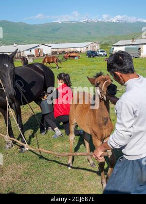 Eine Stute melken. Pferde für die Produktion von Milch, Kumys und Fleisch. Ein typischer Bauernhof in der Suusamyr-Ebene, einem Hochtal im Tien-Shan-Gebirge, Kirgisien Stockfoto