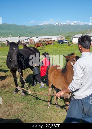 Eine Stute melken. Pferde für die Produktion von Milch, Kumys und Fleisch. Ein typischer Bauernhof in der Suusamyr-Ebene, einem Hochtal im Tien-Shan-Gebirge, Kirgisien Stockfoto