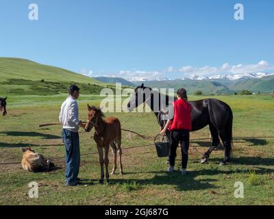 Eine Stute melken. Pferde für die Produktion von Milch, Kumys und Fleisch. Ein typischer Bauernhof in der Suusamyr-Ebene, einem Hochtal im Tien-Shan-Gebirge, Kirgisien Stockfoto