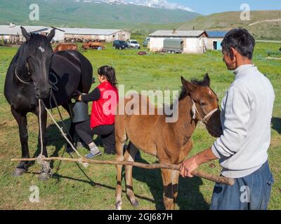 Eine Stute melken. Pferde für die Produktion von Milch, Kumys und Fleisch. Ein typischer Bauernhof in der Suusamyr-Ebene, einem Hochtal im Tien-Shan-Gebirge, Kirgisien Stockfoto