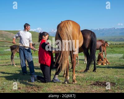 Eine Stute melken. Pferde für die Produktion von Milch, Kumys und Fleisch. Ein typischer Bauernhof in der Suusamyr-Ebene, einem Hochtal im Tien-Shan-Gebirge, Kirgisien Stockfoto