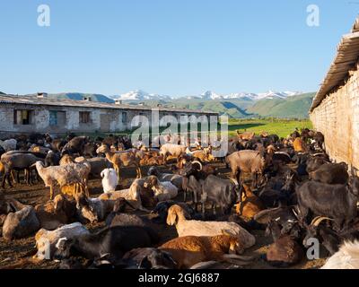 Schafe und Ziegen. Ein typischer Bauernhof in der Suusamyr-Ebene, einem Hochtal im Tien-Shan-Gebirge, Kirgisistan Stockfoto