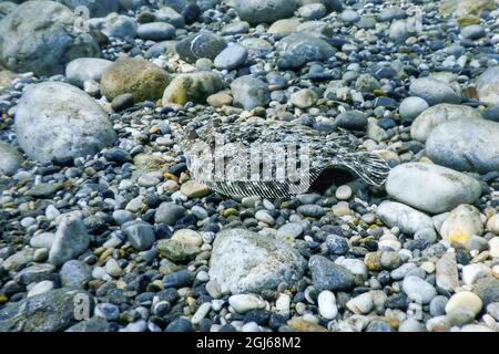 Flunder getarnt Unterwasser, perfekt getarnt Unterwasser Leben Stockfoto