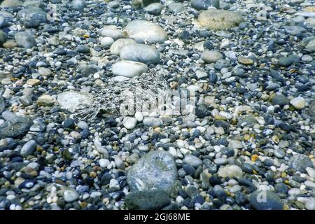 Flunder getarnt Unterwasser, perfekt getarnt Unterwasser Leben Stockfoto