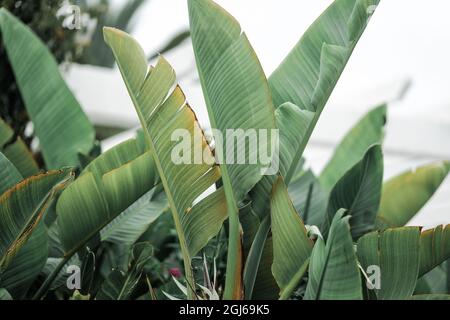 Strelitzia retinae Laub, Paradiesvögel Laub tropische Blattstruktur im Garten Stockfoto