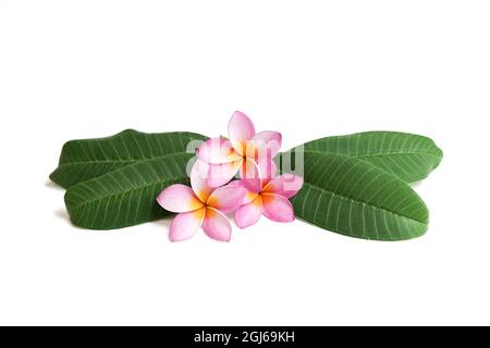 Frangipani Blüten mit Blättern isoliert auf weiss Stockfoto