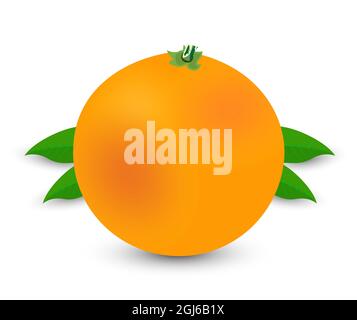 Orangefarbener Vektor mit isolierten Blättern auf weißem Hintergrund. Vektor-Fruchtdesign. Stock Vektor