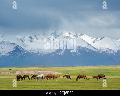 Pferde auf ihrer Sommerweide. ALAJ-Tal vor dem Trans-Alay-Gebirge im Pamir-Gebirge. Zentralasien, Kirgisistan Stockfoto