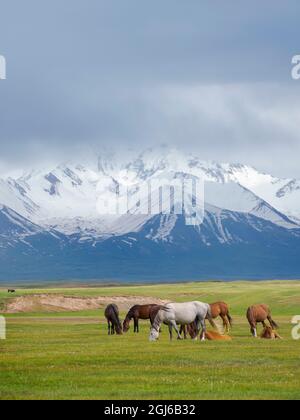 Pferde auf ihrer Sommerweide. ALAJ-Tal vor dem Trans-Alay-Gebirge im Pamir-Gebirge. Zentralasien, Kirgisistan Stockfoto