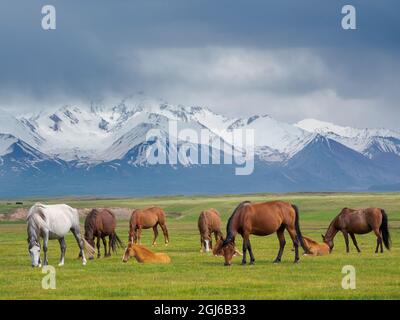 Pferde auf ihrer Sommerweide. ALAJ-Tal vor dem Trans-Alay-Gebirge im Pamir-Gebirge. Zentralasien, Kirgisistan Stockfoto