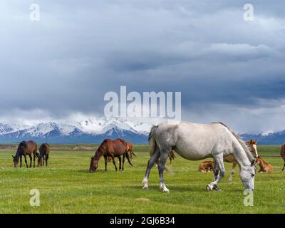 Pferde auf ihrer Sommerweide. ALAJ-Tal vor dem Trans-Alay-Gebirge im Pamir-Gebirge. Zentralasien, Kirgisistan Stockfoto