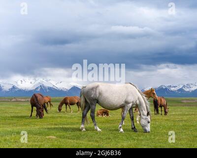 Pferde auf ihrer Sommerweide. ALAJ-Tal vor dem Trans-Alay-Gebirge im Pamir-Gebirge. Zentralasien, Kirgisistan Stockfoto