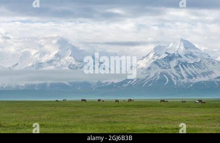 Pferde auf ihrer Sommerweide. ALAJ-Tal vor dem Trans-Alay-Gebirge im Pamir-Gebirge. Zentralasien, Kirgisistan Stockfoto