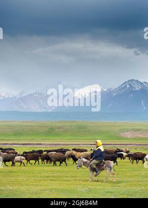 Schafe mit Hirte auf Esel auf ihrer Sommerweide. ALAJ-Tal vor dem Trans-Alay-Gebirge im Pamir-Gebirge. Zentralasien, Kyr Stockfoto