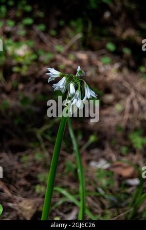 Allium triquetrum. Dreieckiger Lauch Stockfoto