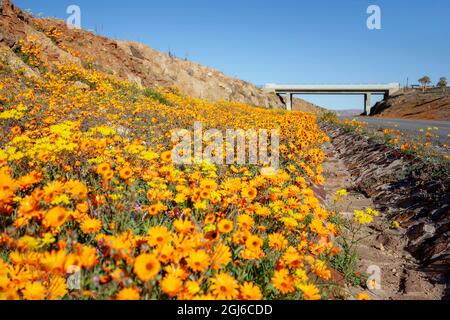 Brücke und Gänseblümchen, N7 und R355, Springbok, Namaqualand, Nordkap Stockfoto