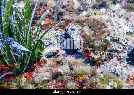 Mittelmeer-Moray (Muraena helena) St. Helena Moray Stockfoto