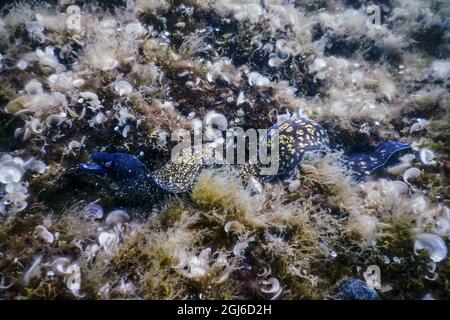 Mittelmeer-Moray (Muraena helena) St. Helena Moray Stockfoto
