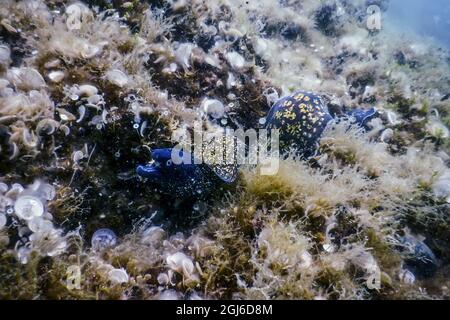 Mittelmeer-Moray (Muraena helena) St. Helena Moray Stockfoto