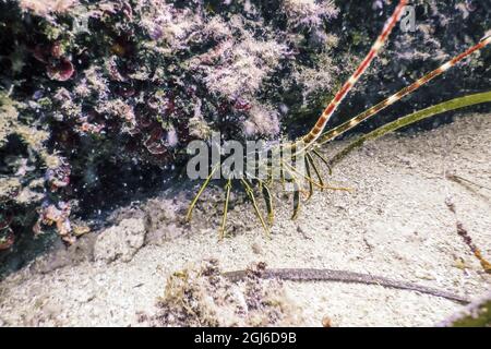 Gemeiner Stachelhuster (Palinurus elephas) mediterraner Hummer Stockfoto