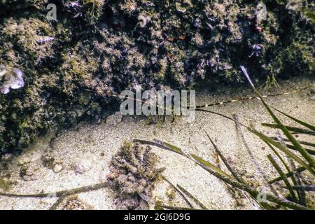 Gemeiner Stachelhuster (Palinurus elephas) mediterraner Hummer Stockfoto