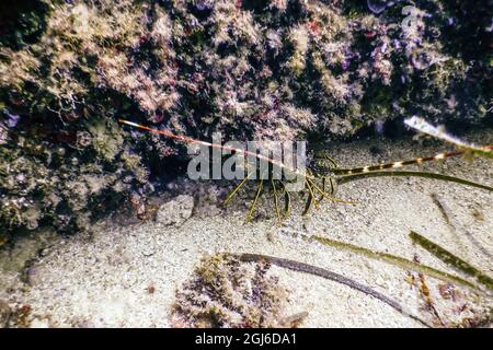 Gemeiner Stachelhuster (Palinurus elephas) mediterraner Hummer Stockfoto