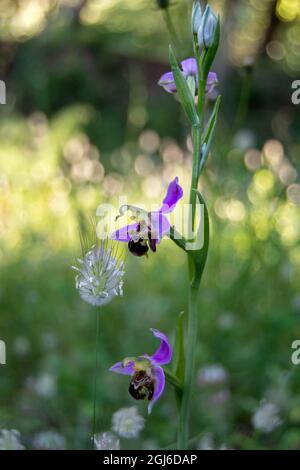 Ophrys apifera Stockfoto