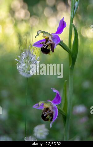 Ophrys apifera Stockfoto