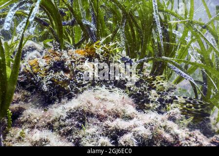 Getarnter Skorpionfisch (Scorpaena scrofa) Roter Skorpionfisch Stockfoto