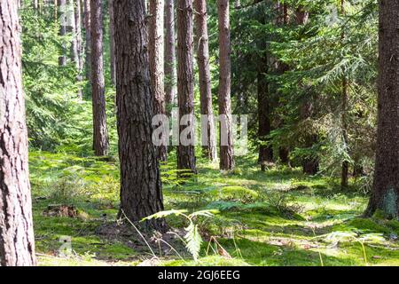 Blick in den Wald mit wachsenden Bäumen und strahlender Sonne Stockfoto