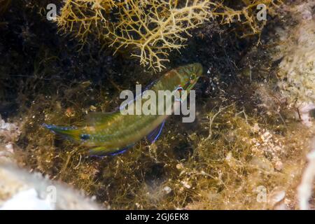 Okellierter Wrasse im natürlichen Lebensraum (Symphodus ocellatus) unter Wasser Stockfoto