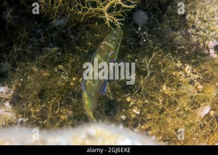 Okellierter Wrasse im natürlichen Lebensraum (Symphodus ocellatus) unter Wasser Stockfoto