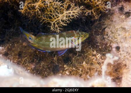 Okellierter Wrasse im natürlichen Lebensraum (Symphodus ocellatus) unter Wasser Stockfoto