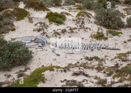 Überreste eines Buckelwals am Strand von Seal Bay, Kangaroo Island, Südaustralien. Stockfoto