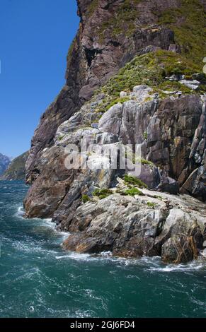 Wildrobben sonnen sich auf einem Felsen im Milford Sound Fjord, Fiordland National Park, South Island, Neuseeland. Stockfoto