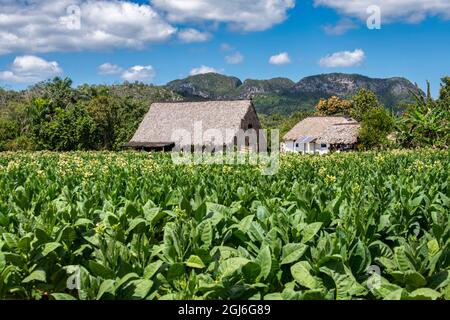 Haus- und Trockenstall, umgeben von Tabakfeldern und Mogoten im Valle del Silencio in der Nähe von Vinales, Kuba. Stockfoto