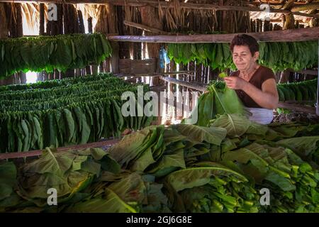 Frau näht Tabakblätter zusammen, um über Trockenstangen in der Scheune Valle del Silencio in der Nähe von Vinales, Kuba, zu hängen. Stockfoto