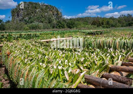 Tabakblätter, die in der Sonne auf Stöcken trocknen, erstrecken sich bis zu einem Mogote im Valle del Silencio in der Nähe von Vinales, Kuba. Stockfoto