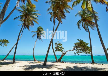 Karibik, Französisch-Westindien, Guadeloupe. Marie-Galante, Teil von Frankreich. Strand in Capesterre. Capesterre ist ein alter französischer Begriff für die Seefahrt Stockfoto