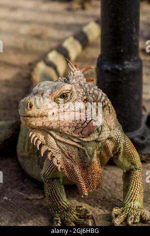 Grüner Leguan (Iguana iguana), St. Thomas, US Virgin Islands. Stockfoto