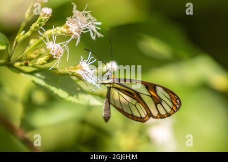 Karibik, Trinidad, Asa Wright Nature Center. Agnosia Clearwing Butterfly Fütterung. Kredit als: Cathy und Gordon Illg / Jaynes Gallery / DanitaDelimont Stockfoto