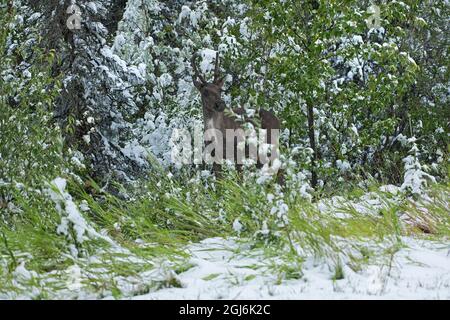 Kanada, British Columbia, Stone Mountain Provincial Park. Waldkaribou im Schneesturm. Kredit als: Mike Grandmaison / Jaynes Gallery / DanitaDelimont Stockfoto