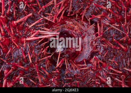 Kanada, British Columbia. Nahaufnahme eines Seeigel des Roten Meeres (Mesocentrotus franciscanus) mit Mund und Zähnen sowie stacheligen Röhrenfüßen. Stockfoto